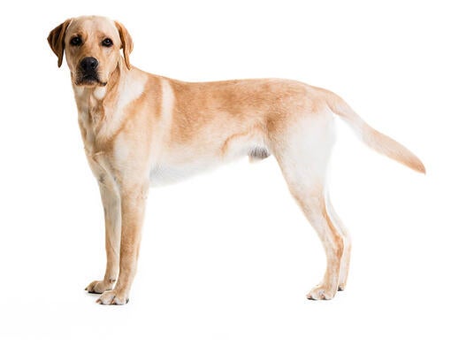 Types of 2024 dogs labrador